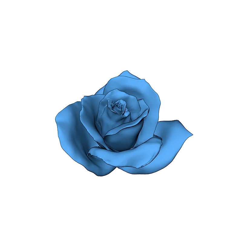 Модель: Rosa, sp. (Домашняя Роза)