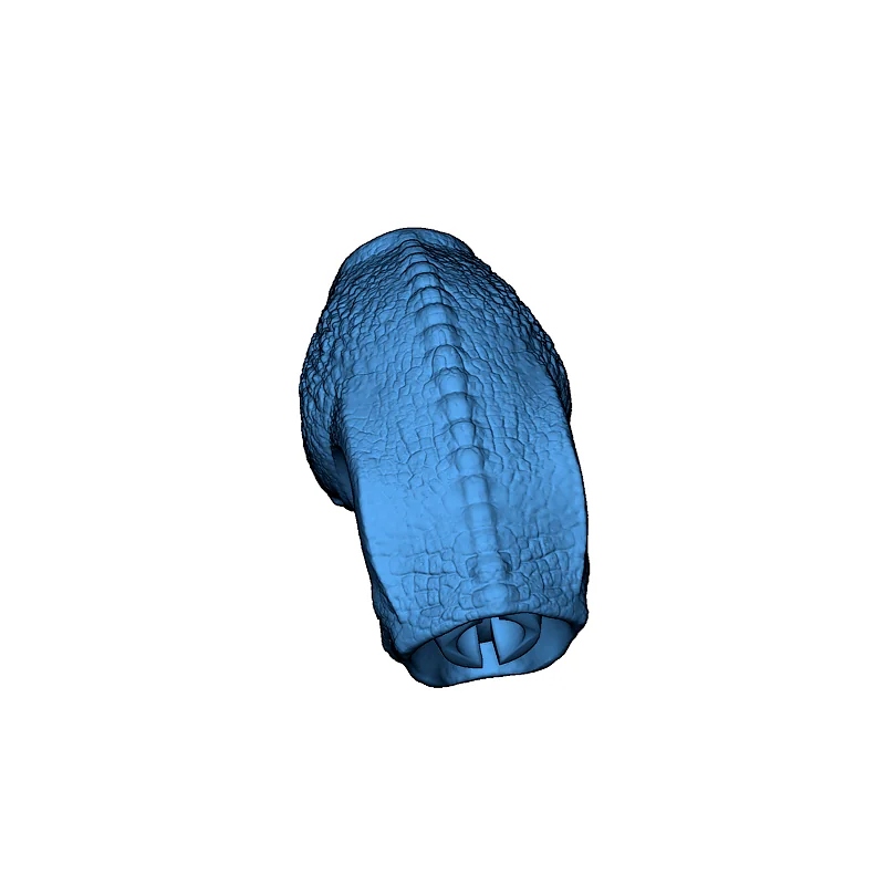 3D модель Модель Трицератопса с подвижными суставами - фото 17