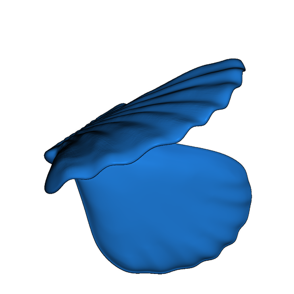 Модель ракушки моллюска