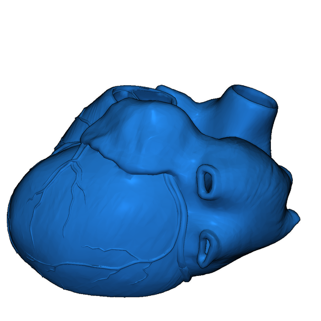 Модель сердца для студентов медицины 1:1