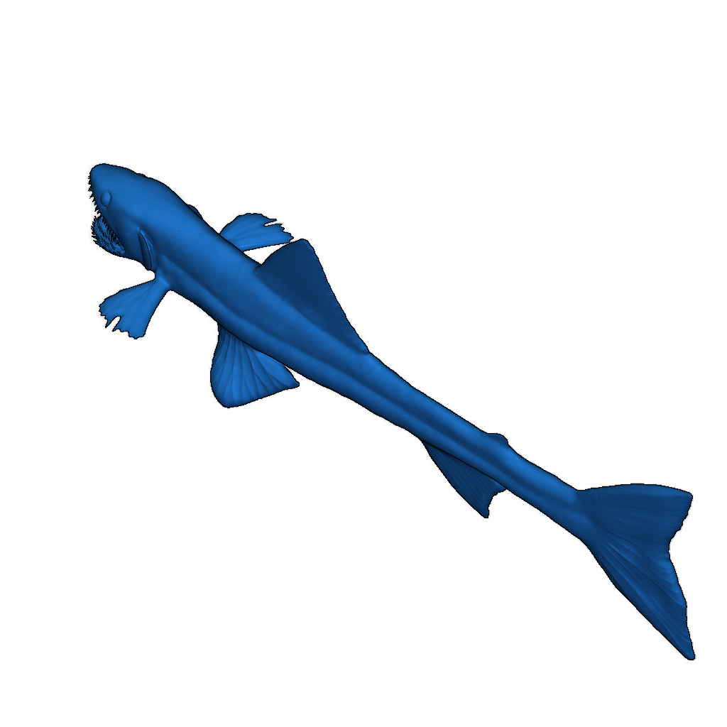 Глубоководный ящеричный рыб - Bathysaurus ferox