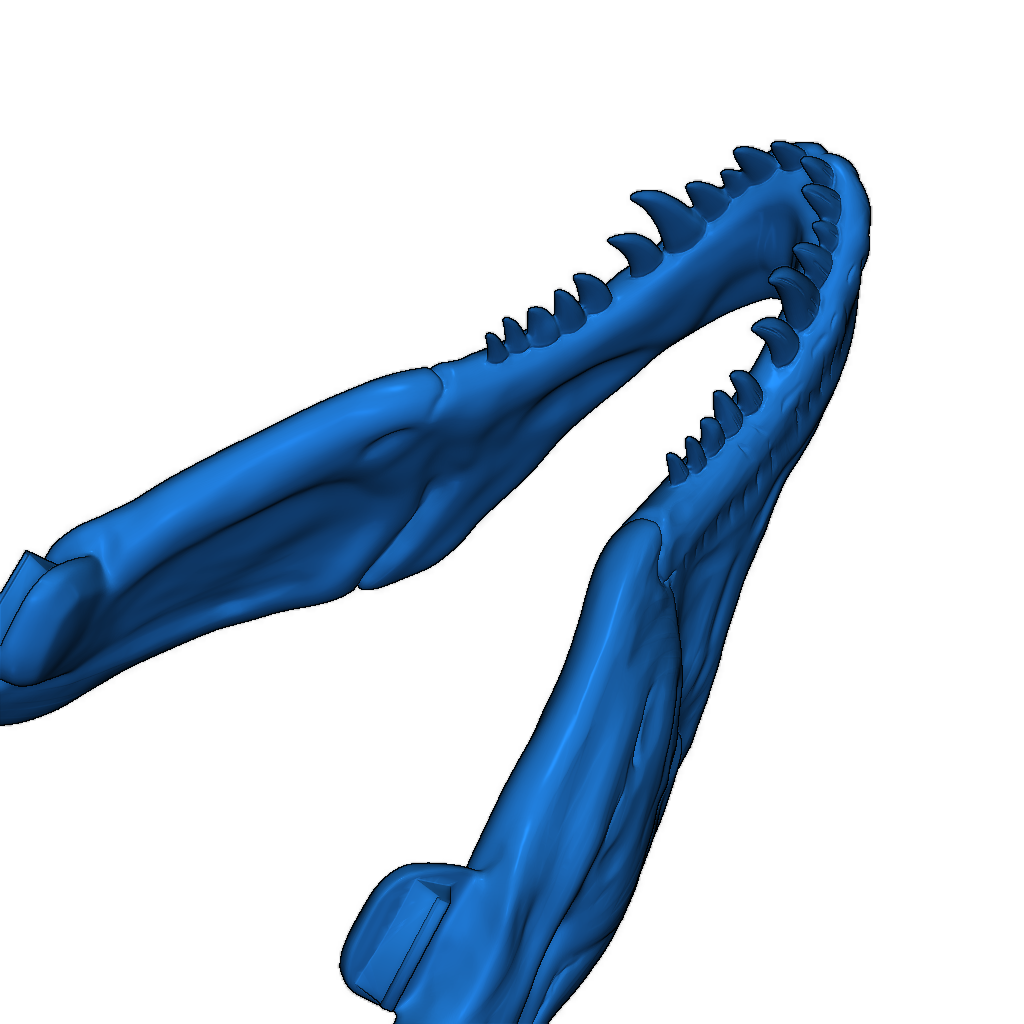 Череп Тираннозавра