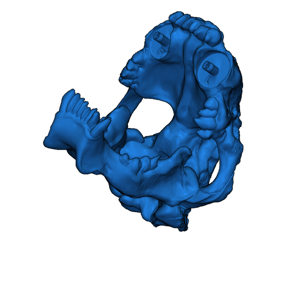 Модель черепа саблезубого тигра