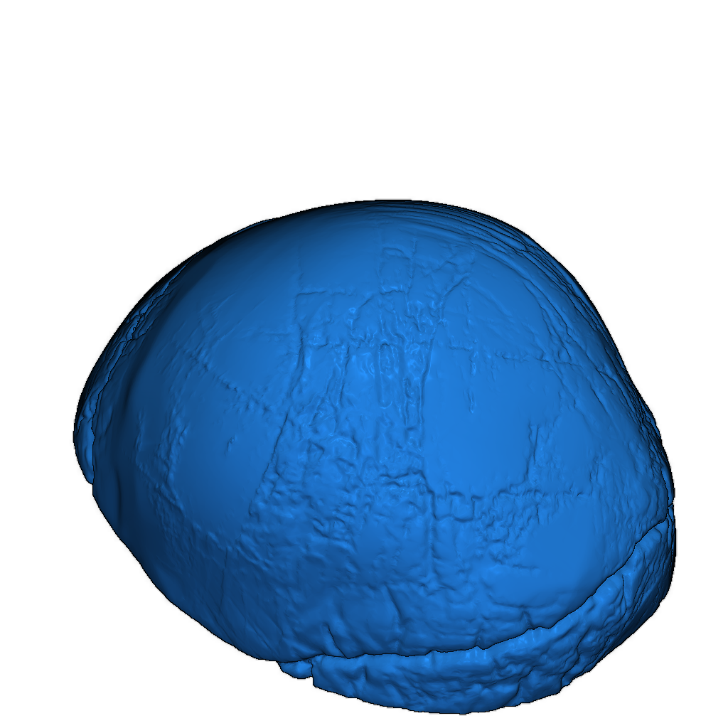 3D Модель Черепа