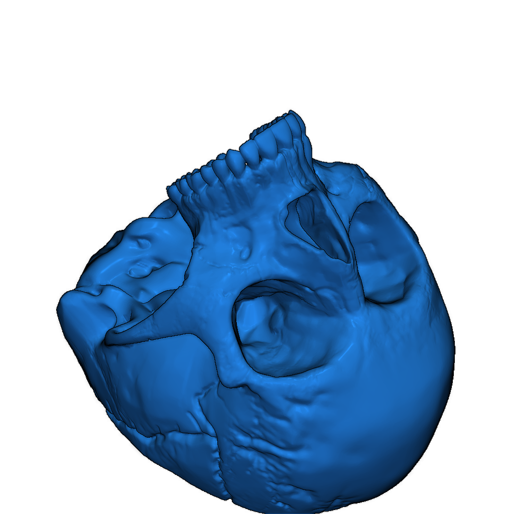 3D Модель Черепа