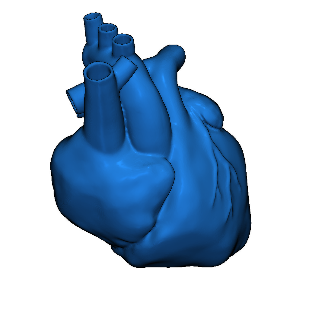 Анатомическое сердце