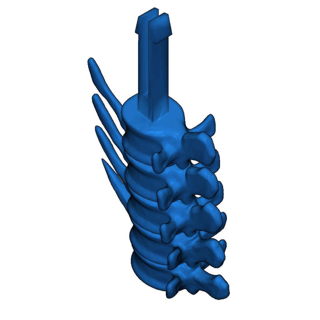 Скелет тираннозавра исправлен и доступен для печати