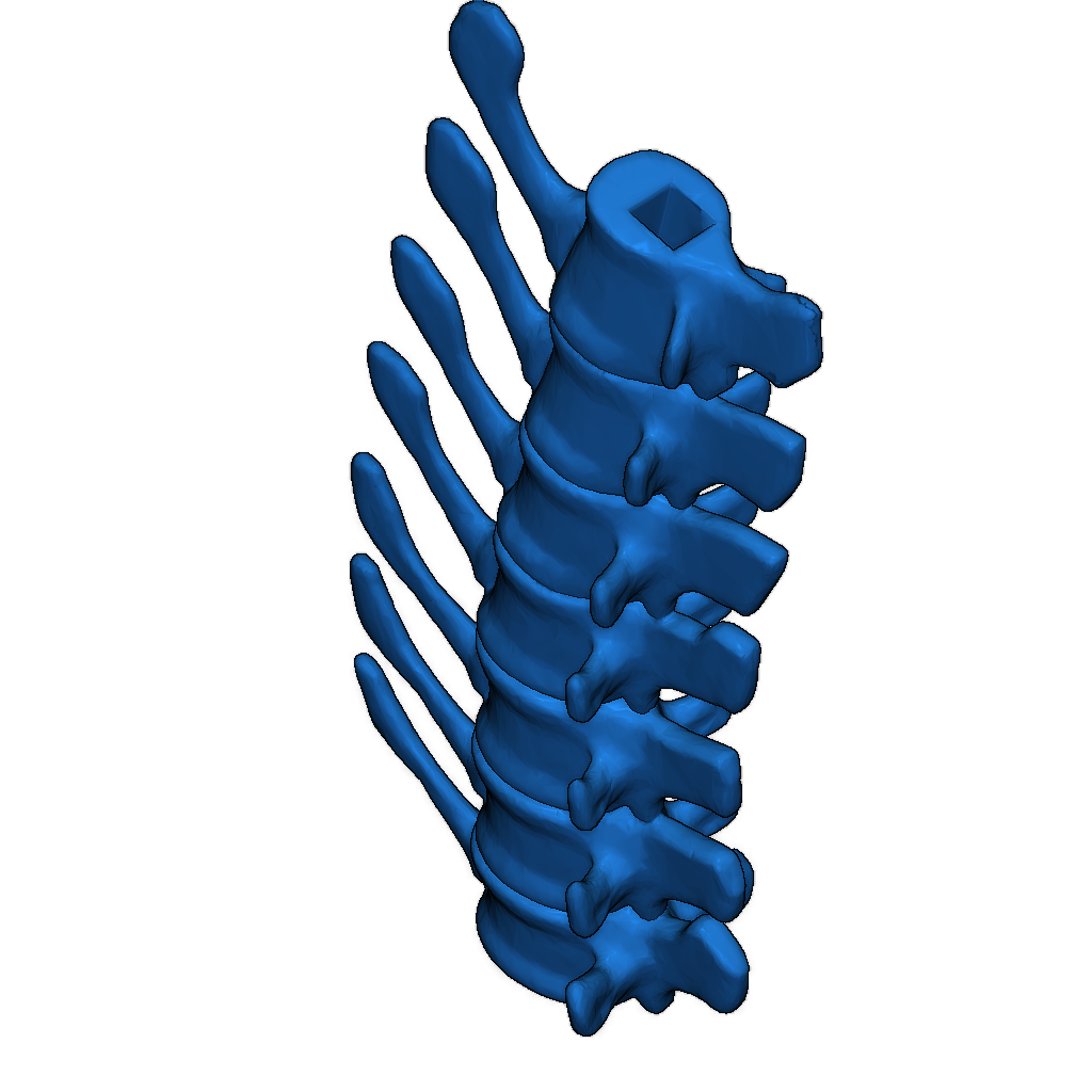Скелет тираннозавра исправлен и доступен для печати