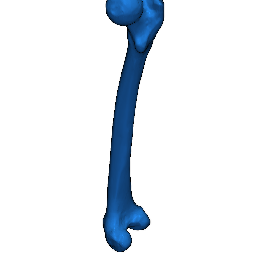 Модель человеческого бедренной кости