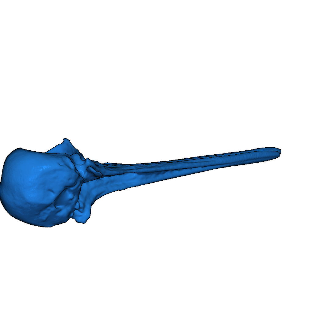 Череп трясогузки Вилсона