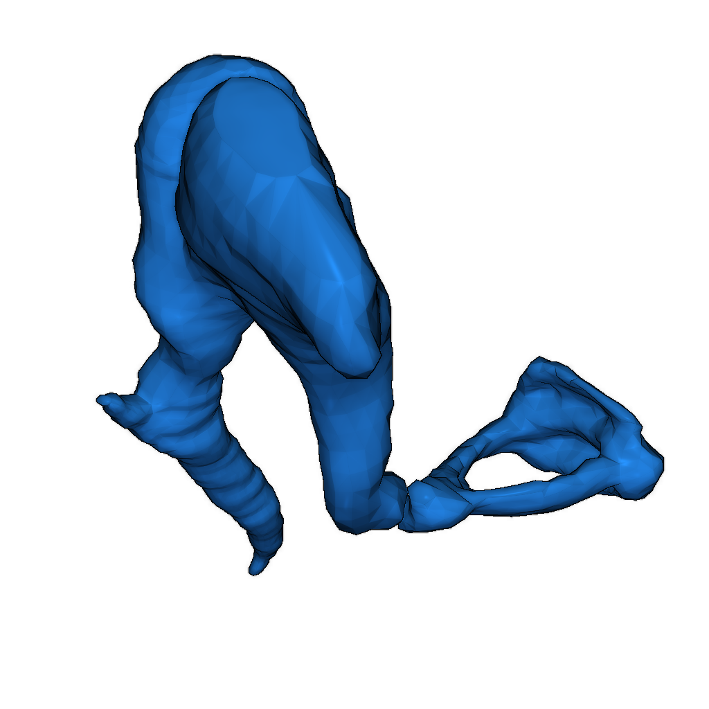 Анатомически точные слуховые кости человека