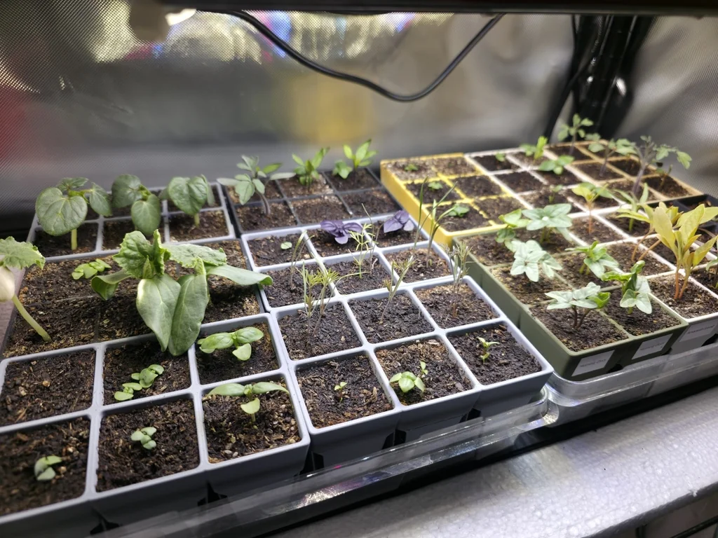 Основной контейнер для рассады на 6 ячеек