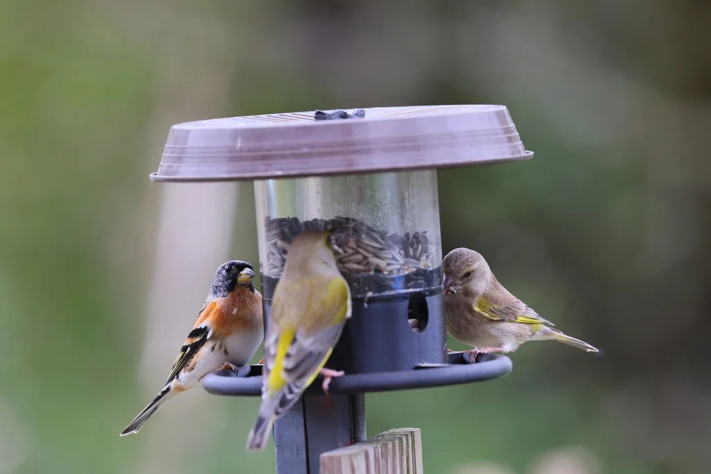 Кормушка для птиц с 4 позициями для корма
