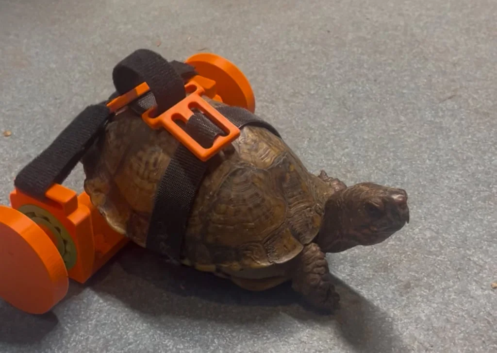 3D модель Модель инвалидной коляски для черепах - фото 1