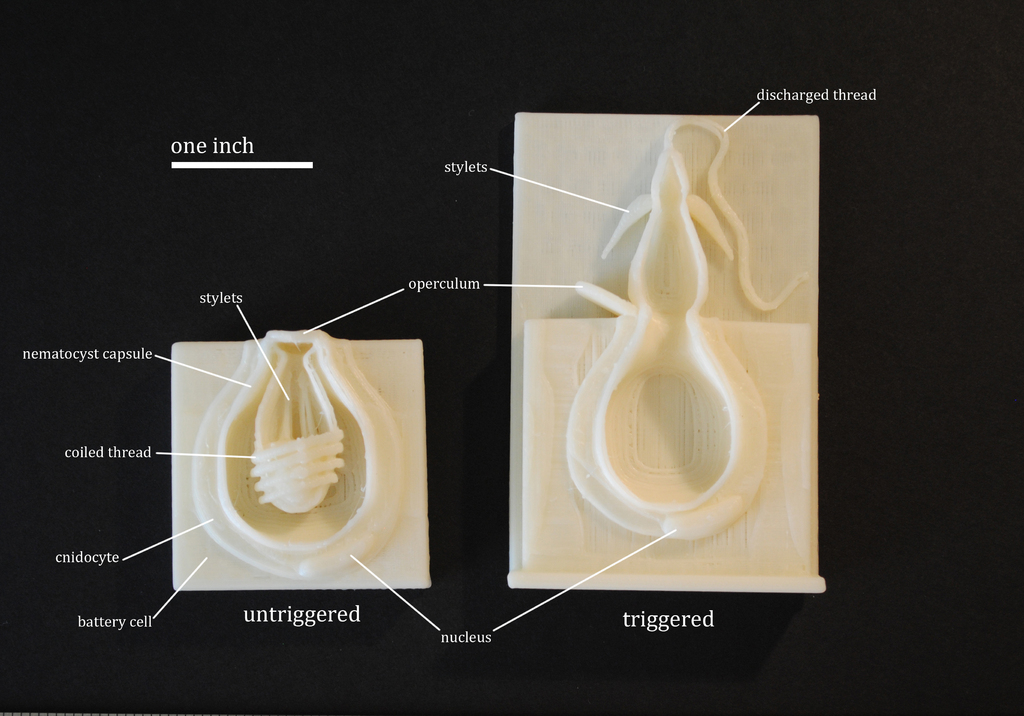 Модель нематоцисты
