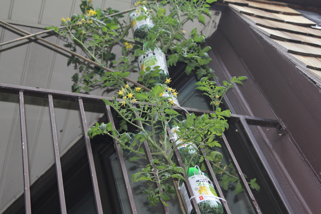 3Dponics - Открытая система для космического садоводства