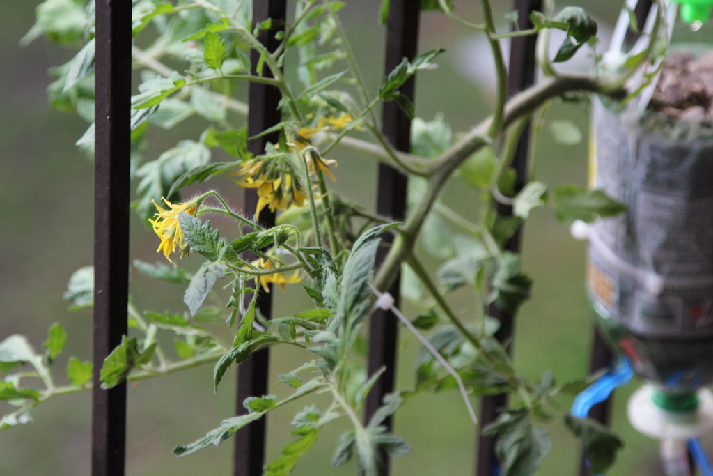 3Dponics - Открытая система для космического садоводства