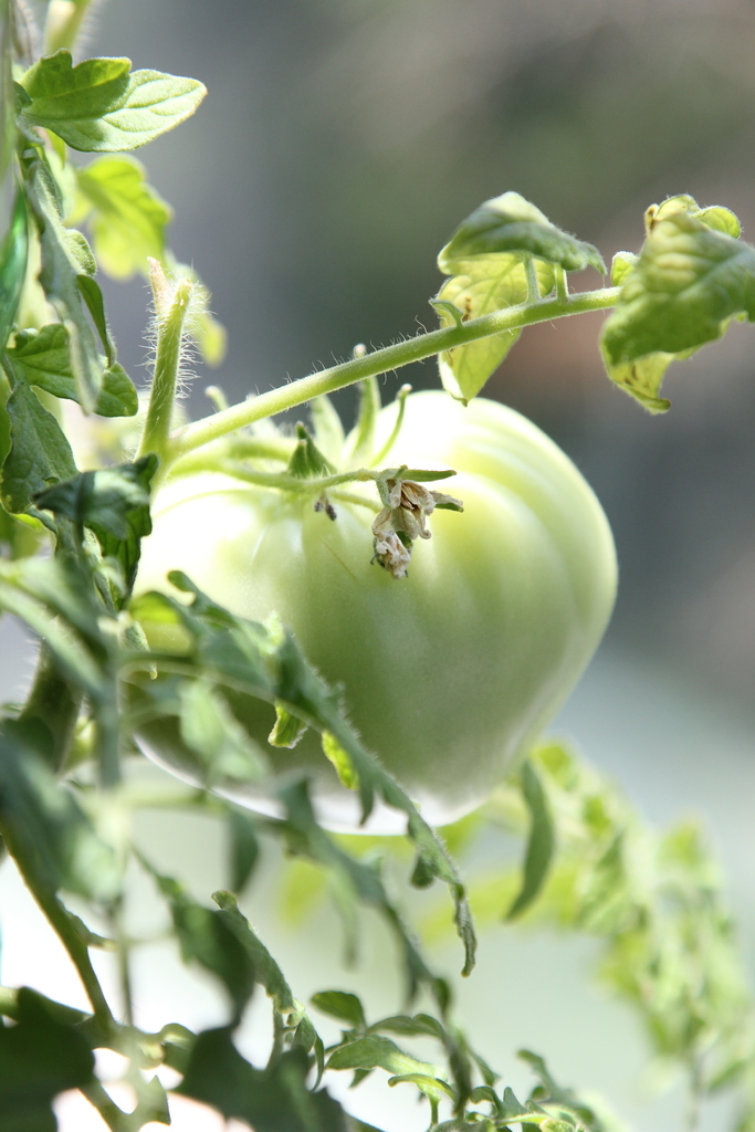 3Dponics - Открытая система для космического садоводства