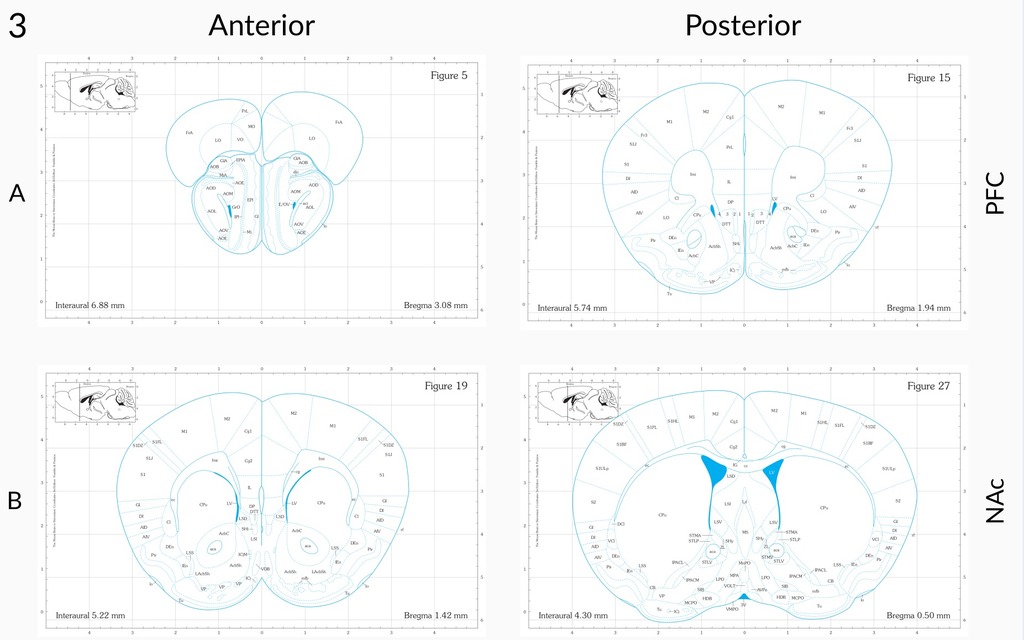 Матрица для срезов мозга мыши