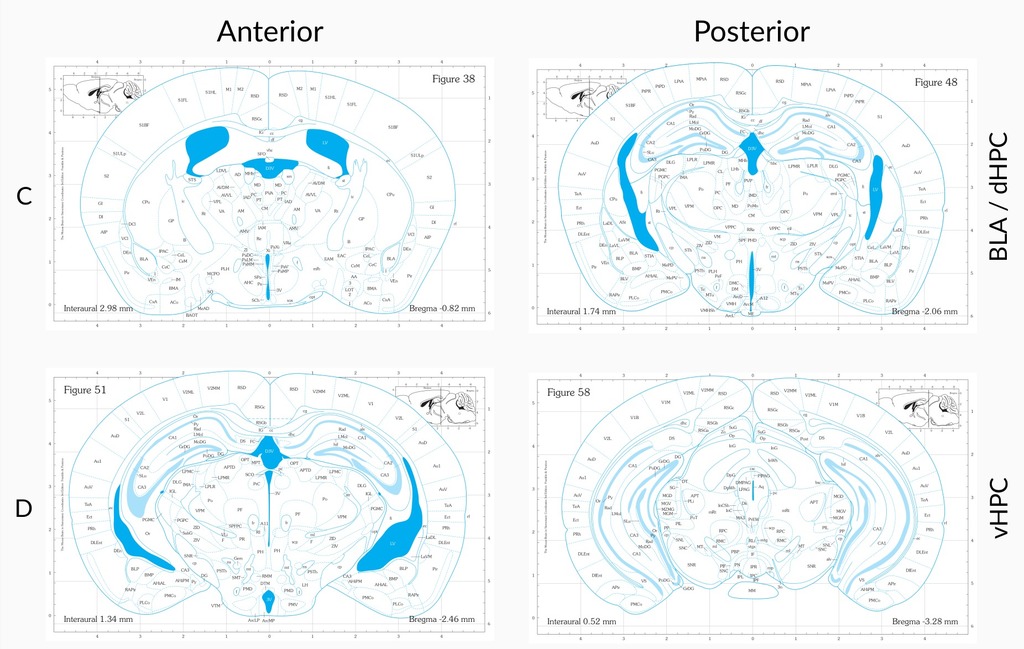 Матрица для срезов мозга мыши