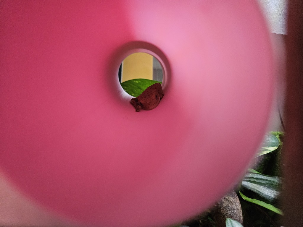 Туннель для кремовых гекконов