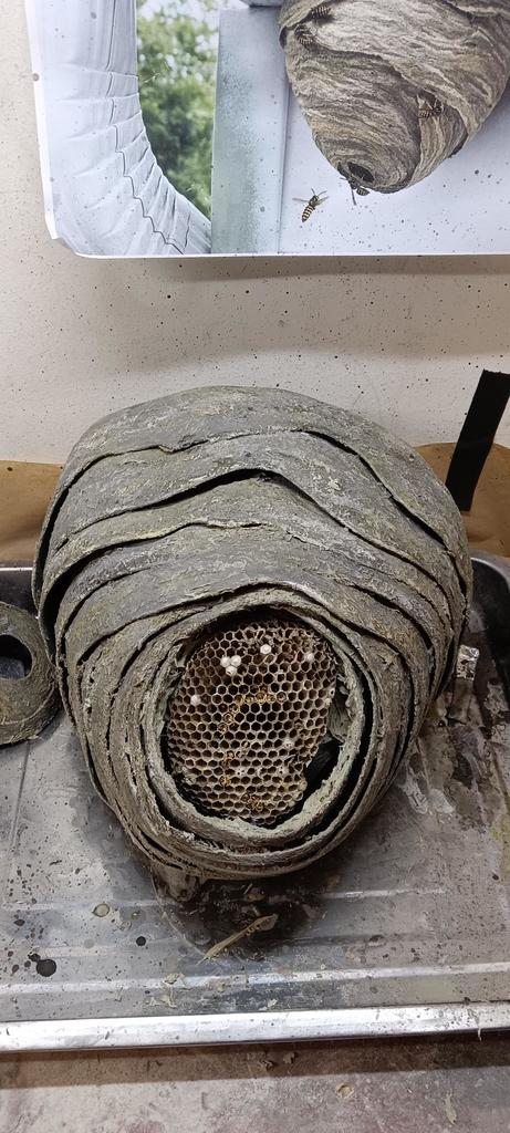 Искусственное гнездо ос для декора