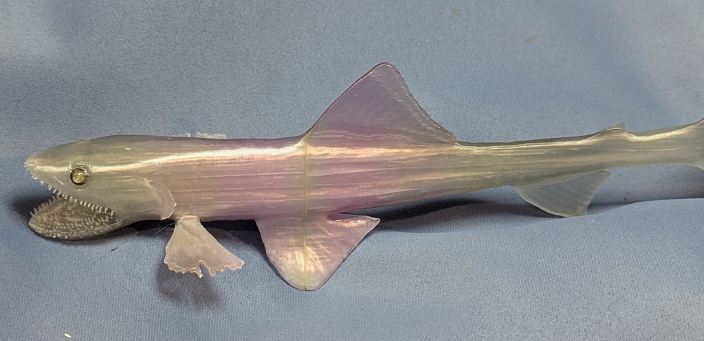 Глубоководный ящеричный рыб - Bathysaurus ferox