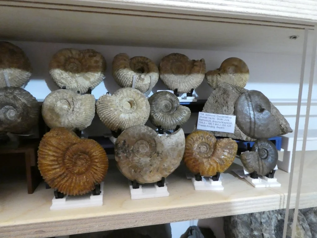 Выставочный стенд для малых объектов и ископаемых