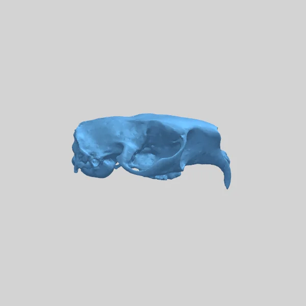 Череп дикобраза