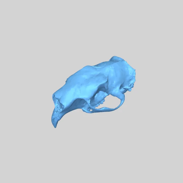 Череп дикобраза