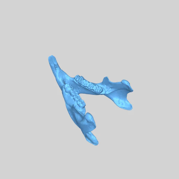 Череп дикобраза