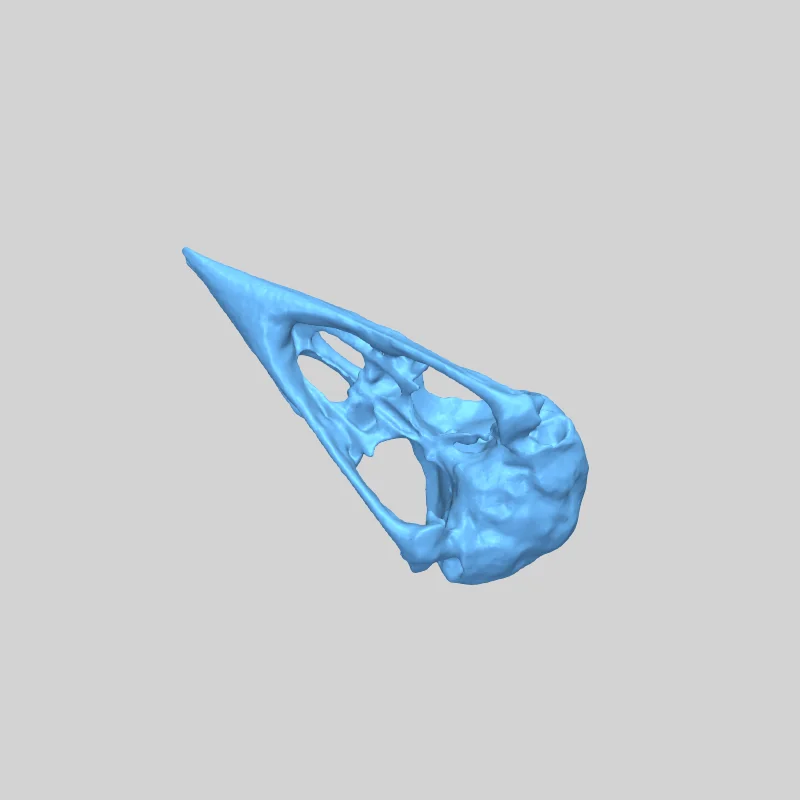 Череп голубой сойки (Cyanocitta cristata)