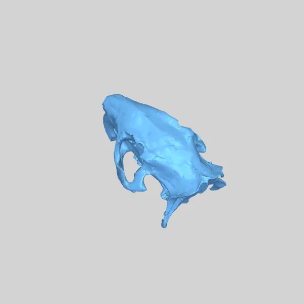 Череп Нутрии (Myocastor coypus)