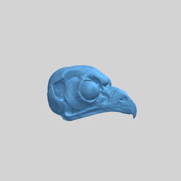 Череп северного совенка