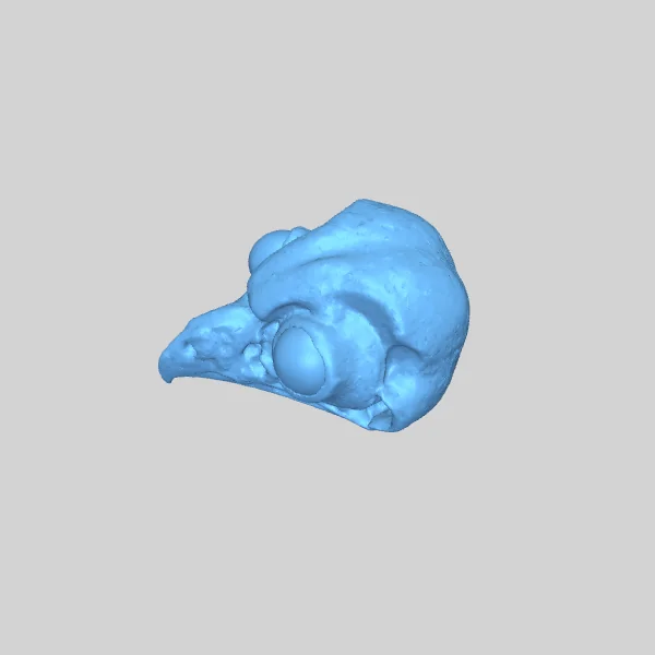 Череп северного совенка