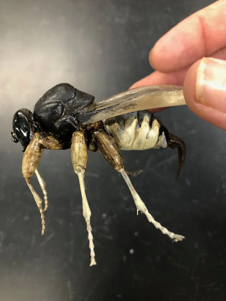 3D модель мухи-форид (Pseudacteon curvatis) женского пола