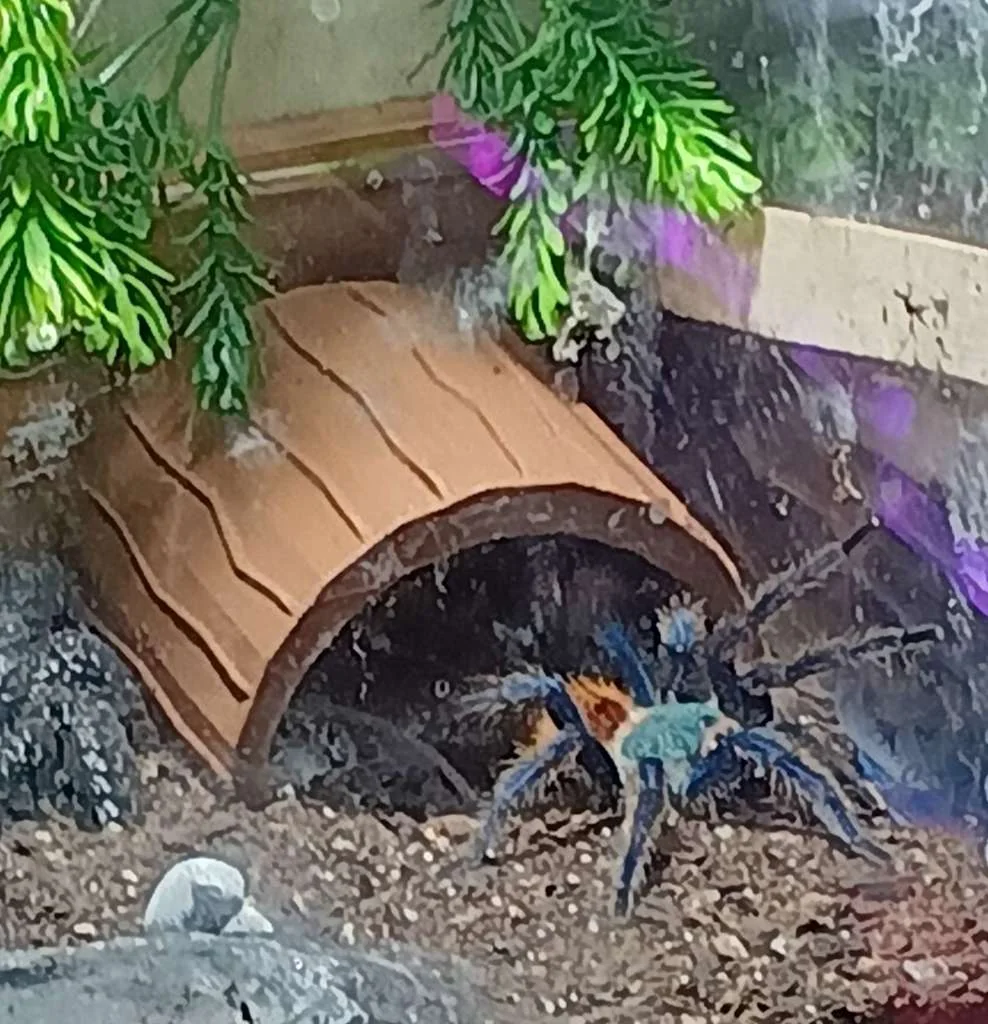 Туннель для пауков и рептилий