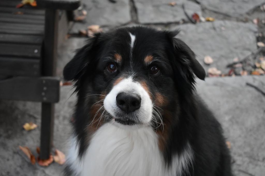 Собака Додж