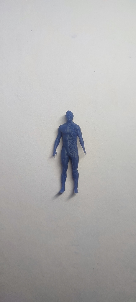 Анатомическая модель миниатюры