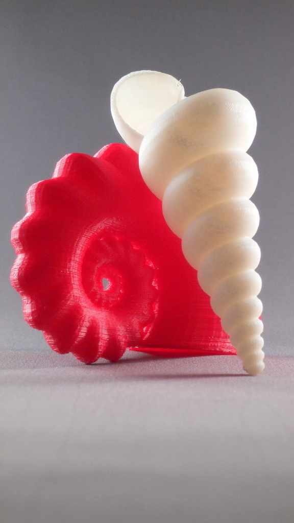 3D модель раковины Turritella