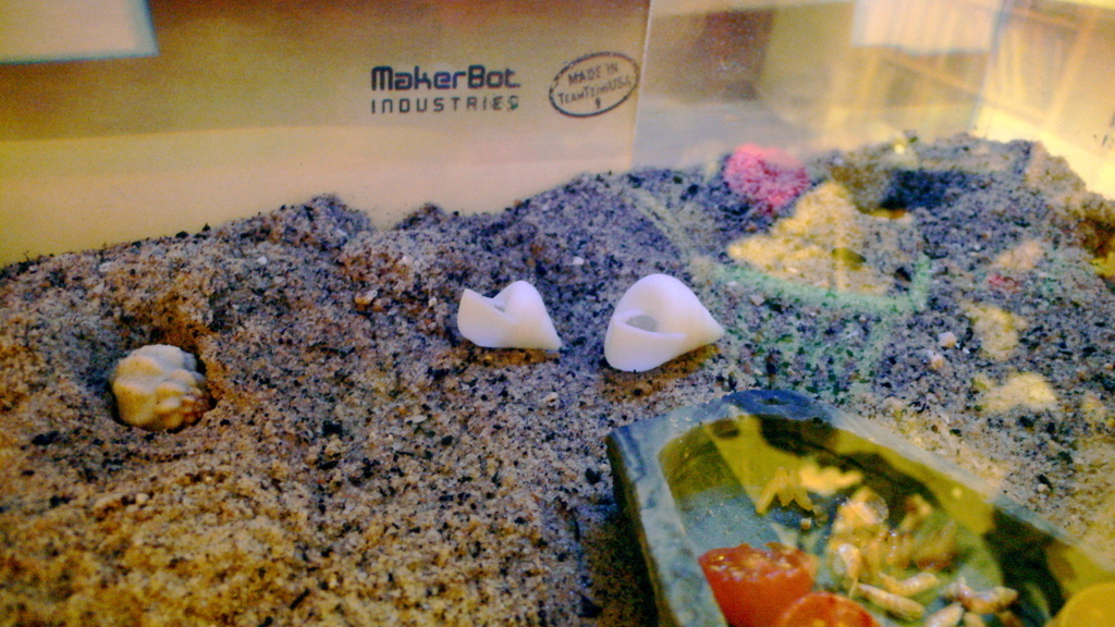 3D модель ракушки Oxystele sinensis